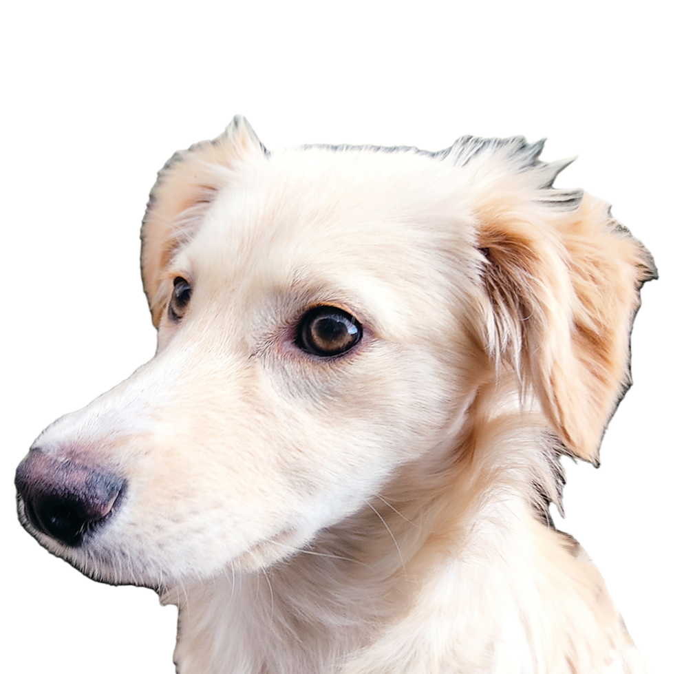 Cloe, perrita rescatada e inspiración de Fundación Cloe